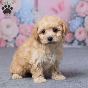 Tulip, Bich-Poo Puppy